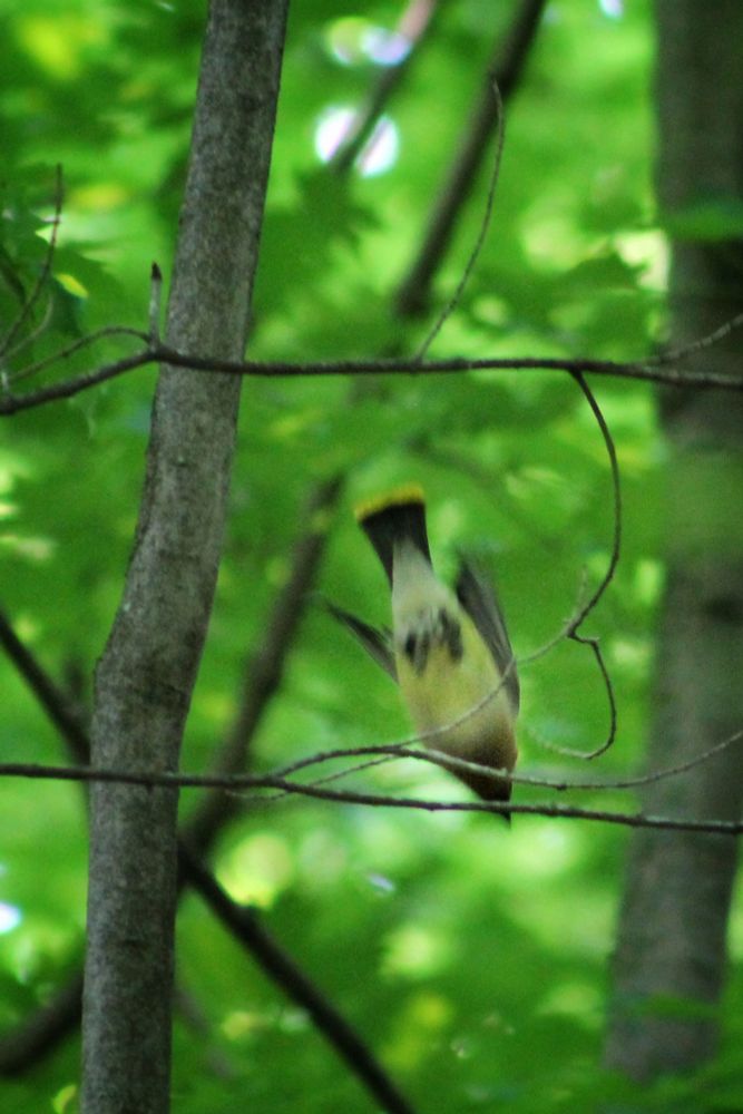 A cedar waxwing dives for cover as the paparazzi arrives 
