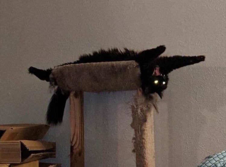 Black cat hanging upside down, screaming 