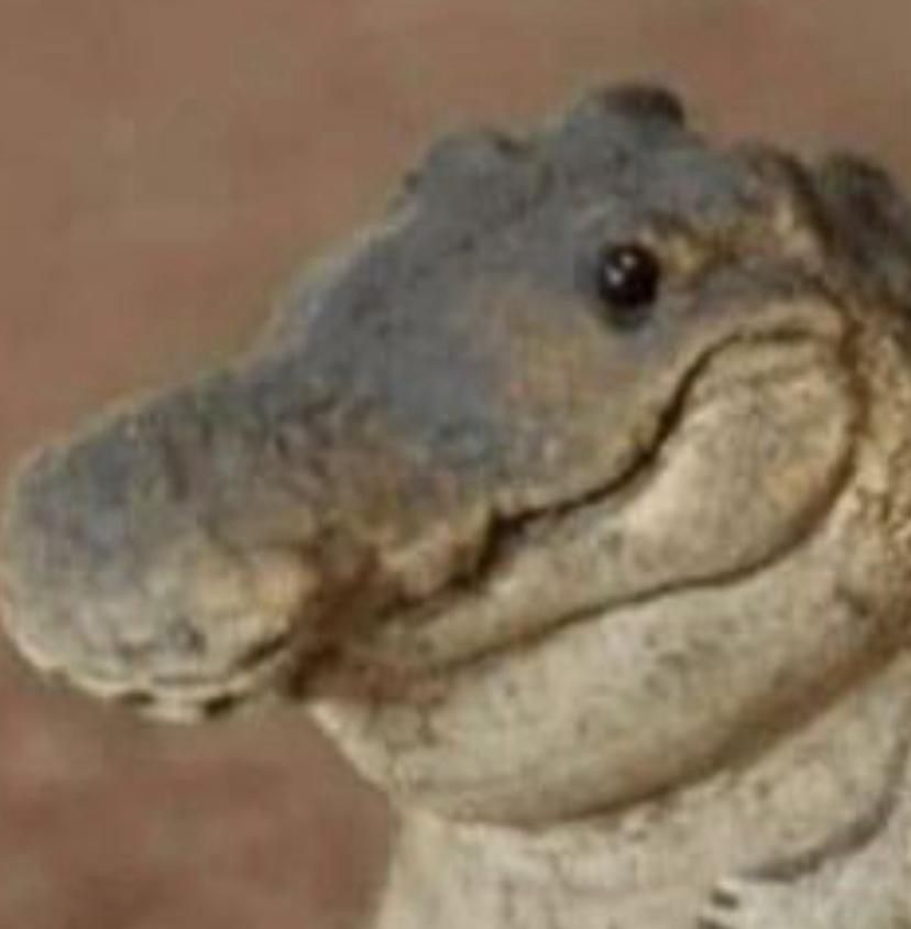 Closeup of crocodile smiling 