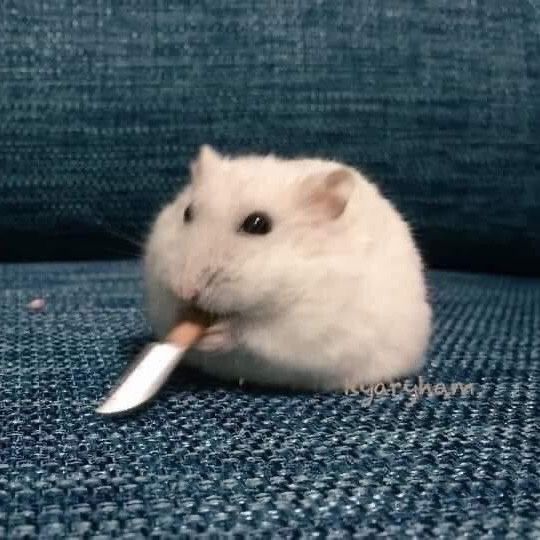Hamster holding knife 