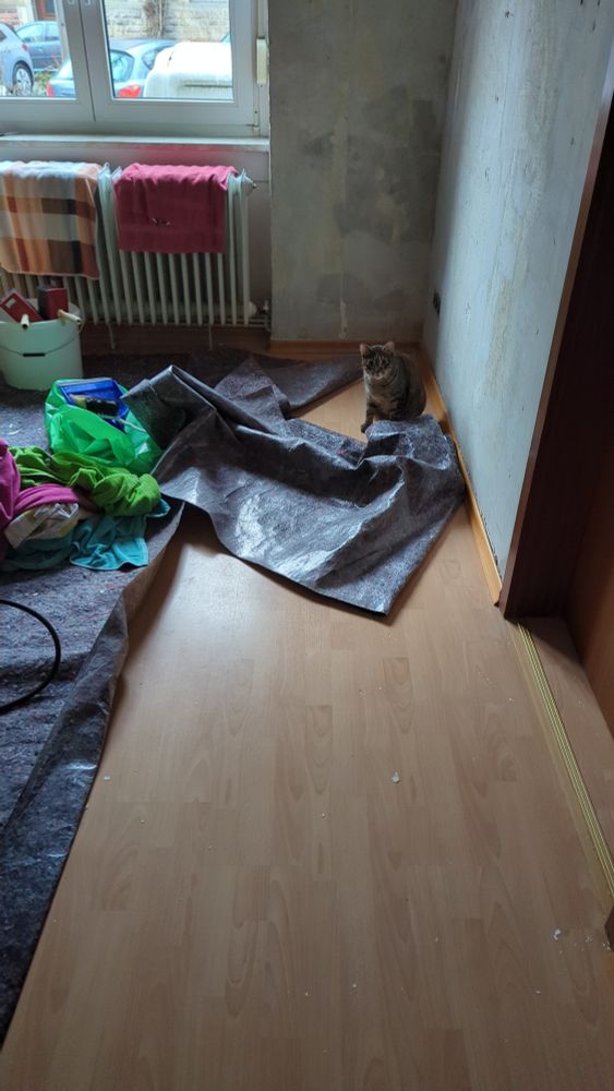 Mein Kater war der Meinung beim Renovieren zu helfen und fand es kreativer den Schutzteppich vom Boden zusammen zu falten. 