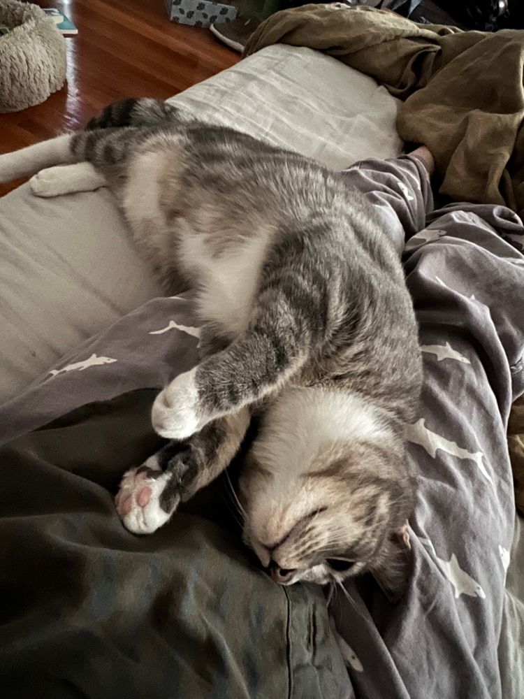 A black and gray striped cat laying with his head in my lap with his paws extended as if attempting to hug me but got too tired midway through