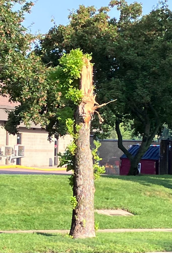 Tree trunk with top broken off, shoots coming out with green leaves. Green grass and a brown building in the background 