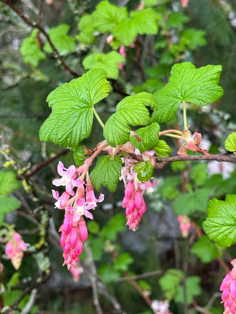 Freshly blooming red-flowering currant flowers.