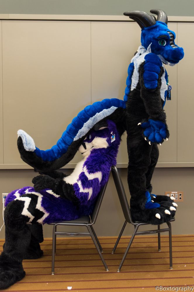 Vin in fursuit sitting on a chair. Otto in fursuit standing on a chair behind him, facing away. Otto's thick tail is draped over Vin, blocking his vision completely.