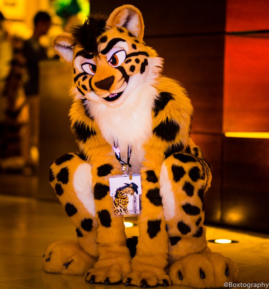 Swish squatting down in fursuit with his hand paws also on the floor.