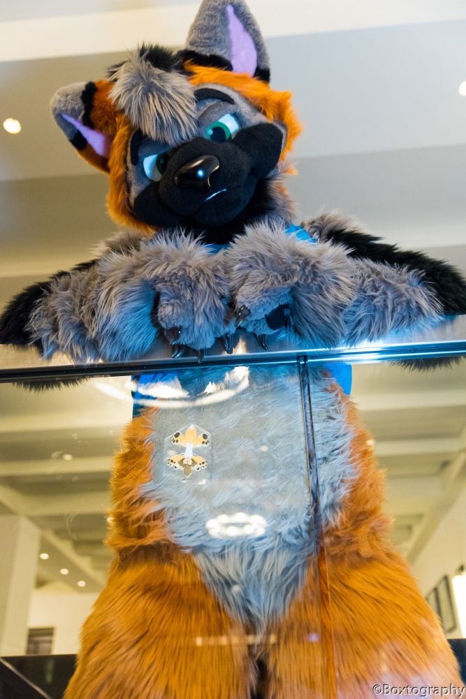 Roweland in fursuit with his belly pressed up against a glass bannister, squishing a small printout of atimist who looks like he's being compressed.