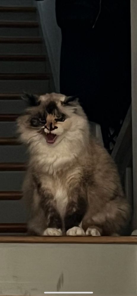 closeup of miette hiss-face.