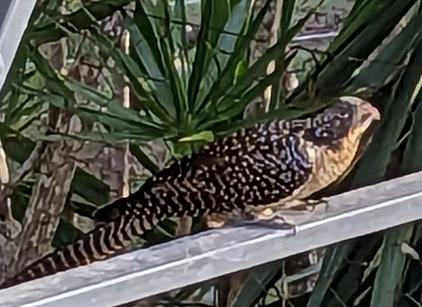 Pacific Koel on a steel beam.