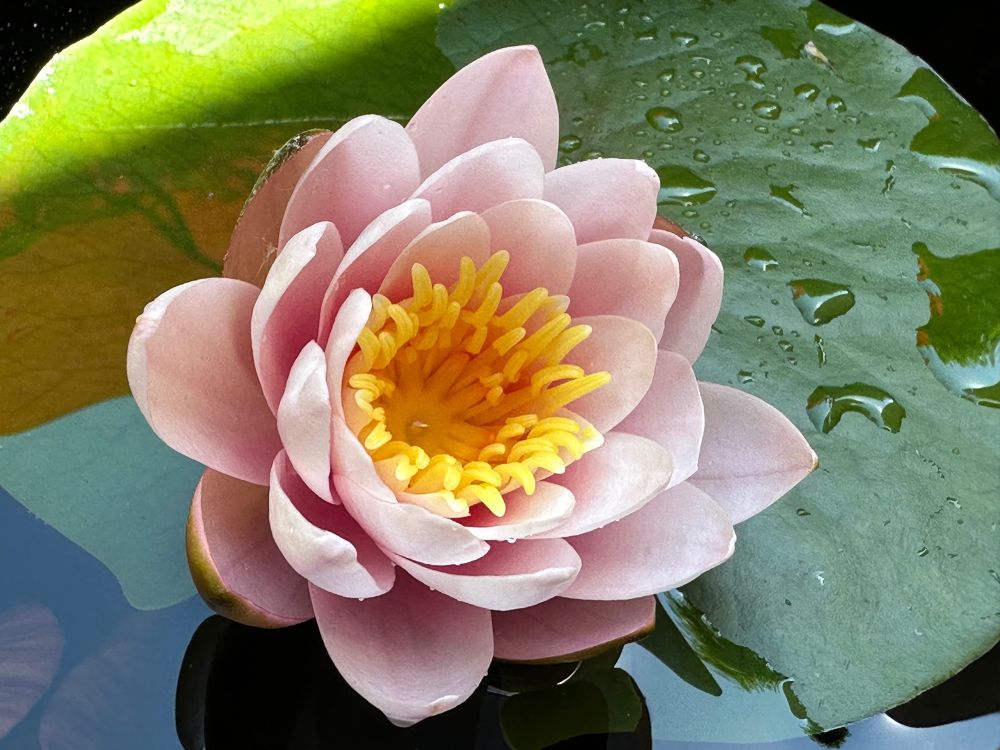 Pink water lily