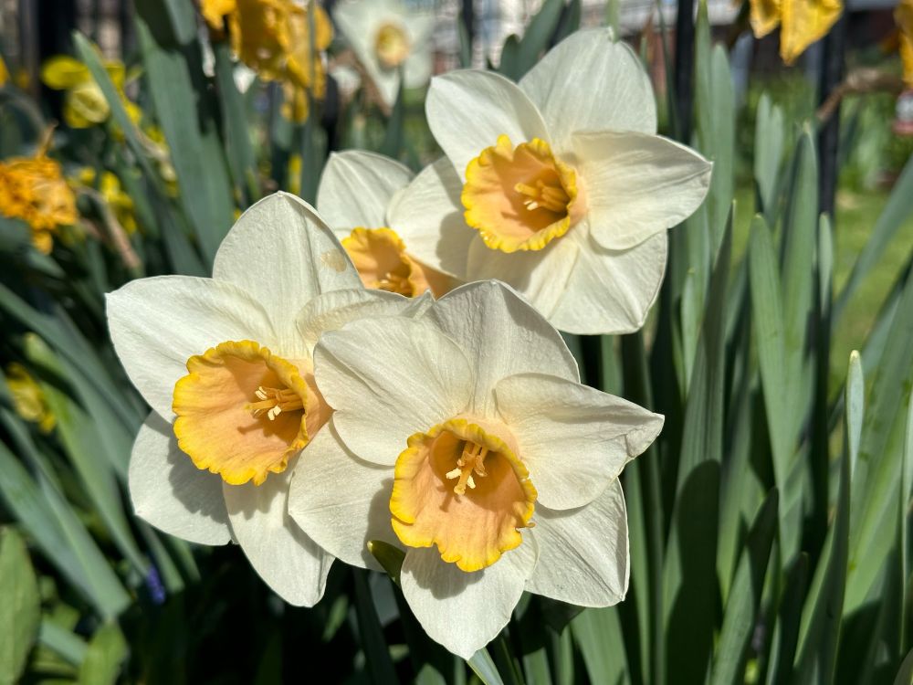 Daffodils