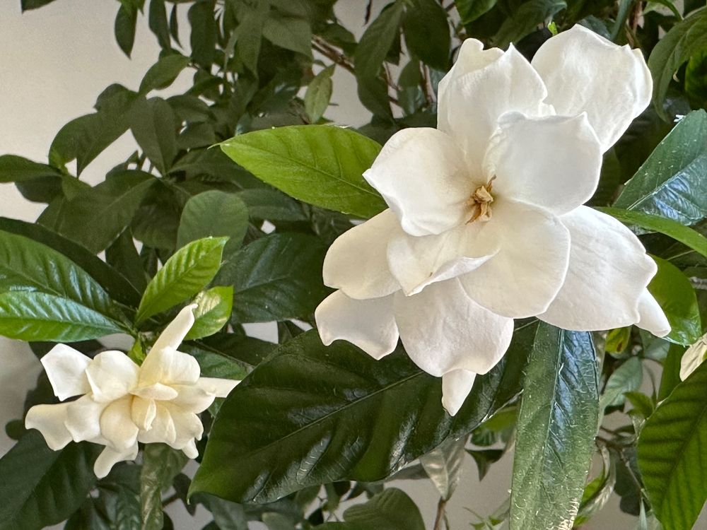 Gardenia
