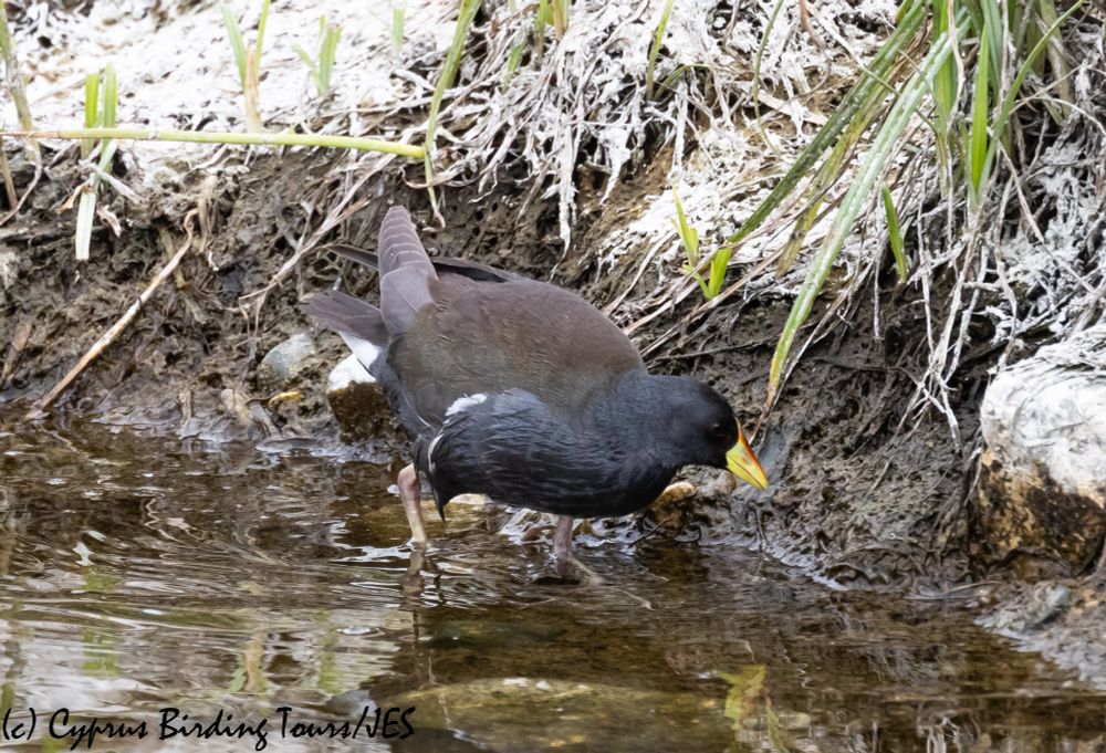 Lesser Moorhen, Agia Varvara, Paphos