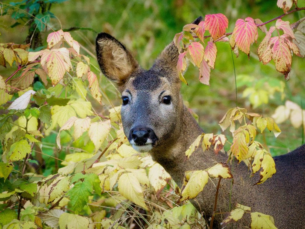 A close up image of a Roe Deer stood in some woodlands. Donside. Aberdeenshire, Scotland