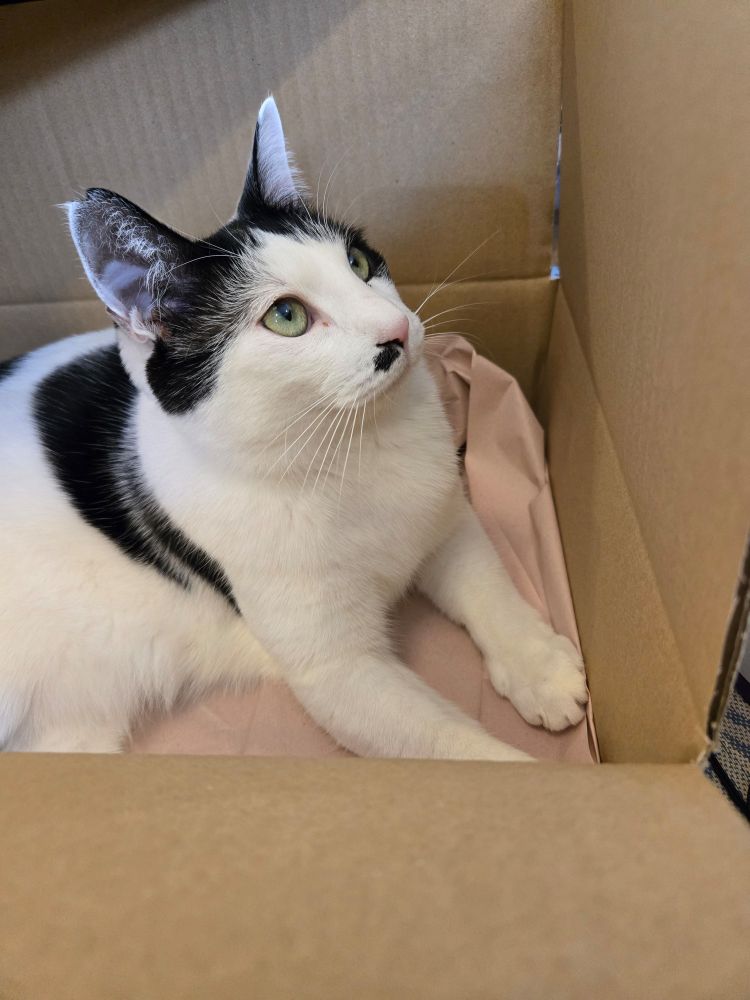 段ボール箱に収まる猫