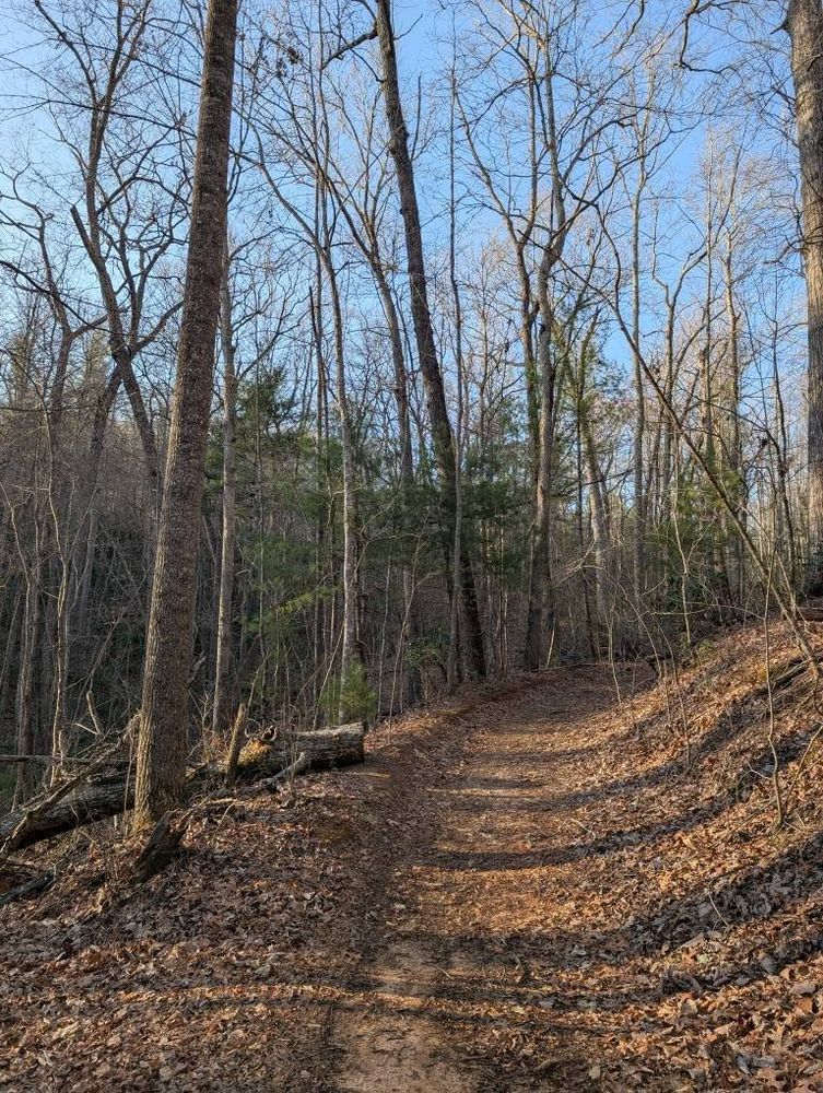 A photo of a wide trail through the trees with sun shining on the leaves on the trail.