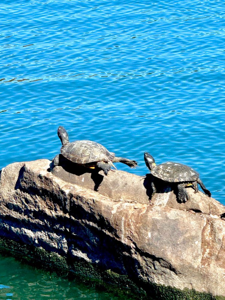 Turtles enjoying the sunshine on a rock in a lake.