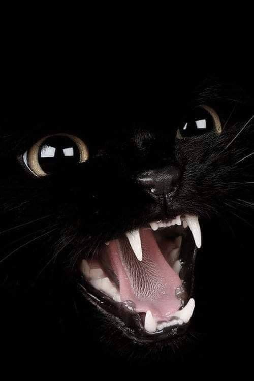 a close-up picture of a black cat, mouth open, apparently yelling