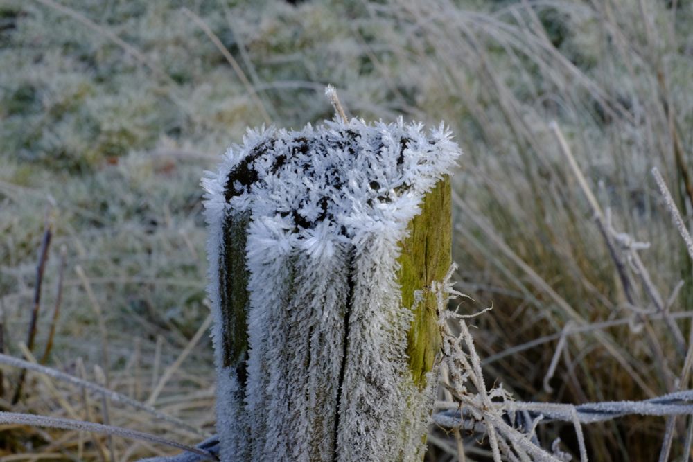 Crystals of hoar frost on a fence post, barbed wire below.