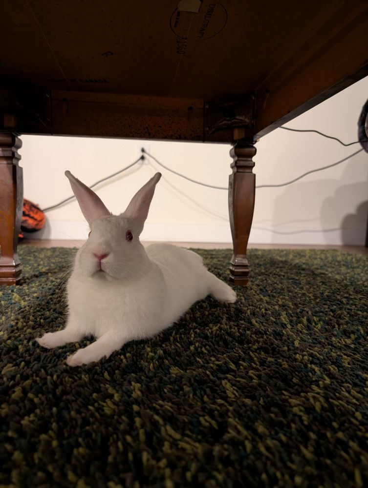 A little white rabbit laying comfortably underneath a coffee table on a green area rug. Her ears are perked up, and she is in a "sploot" position (back legs extended behind her as she is on her belly). 