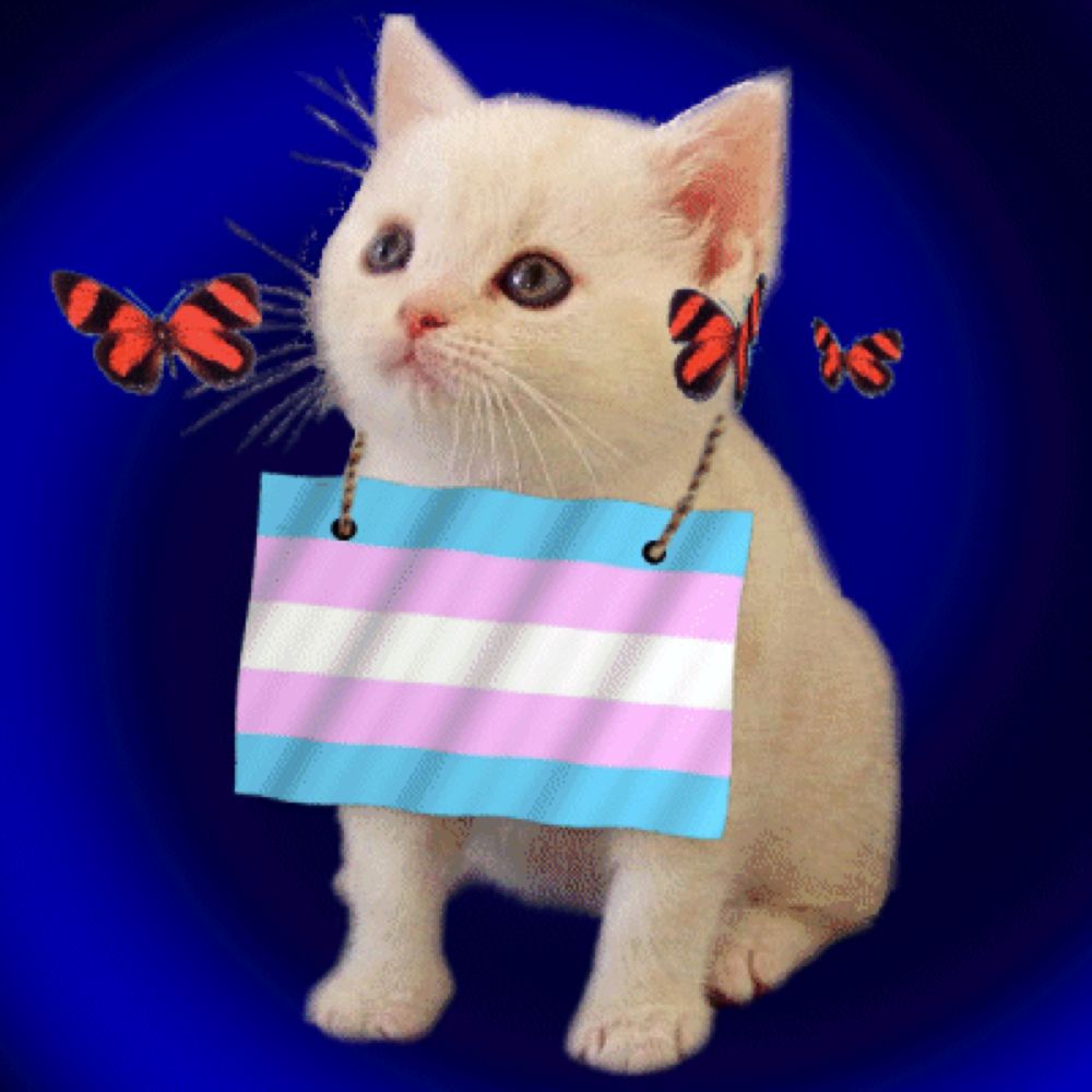 a white kitten with a transgender flag hanging from its neck