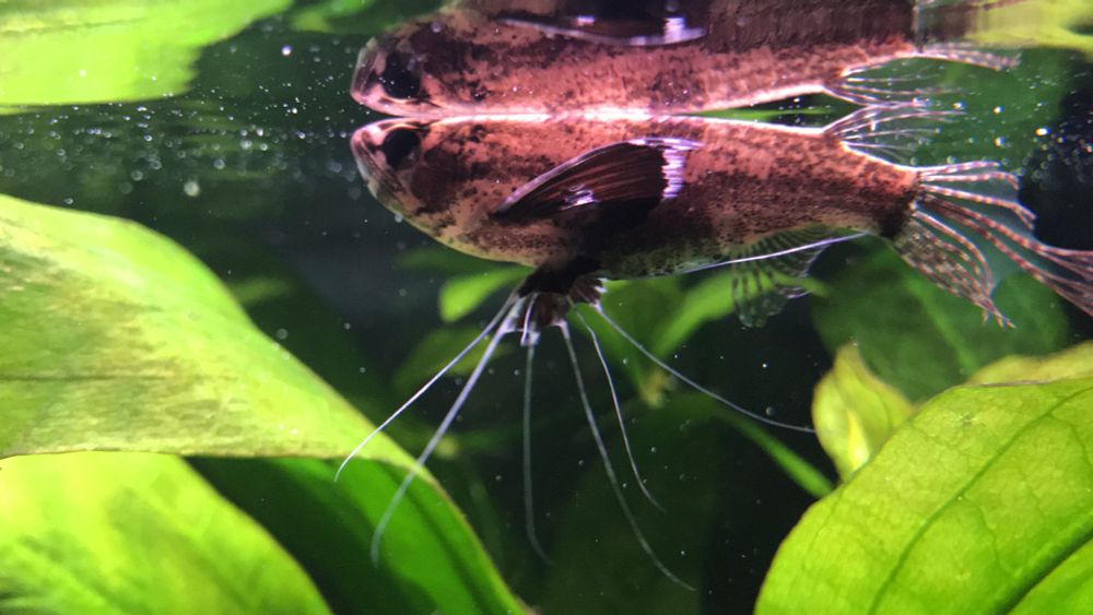 Juvenile African butterfly fish (Pantodon buchholzi) from the side.