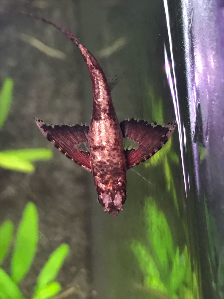 Juvenile African butterfly fish (Pantodon buchholzi) from above