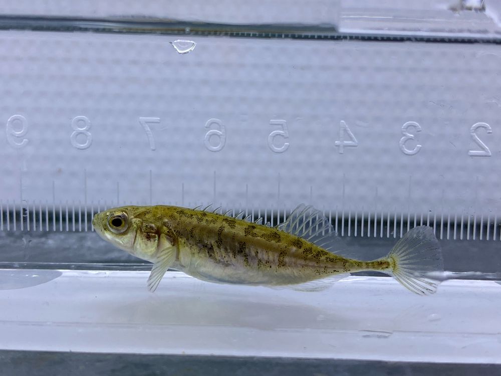 Ninespine stickleback (Pungitius pungitius)