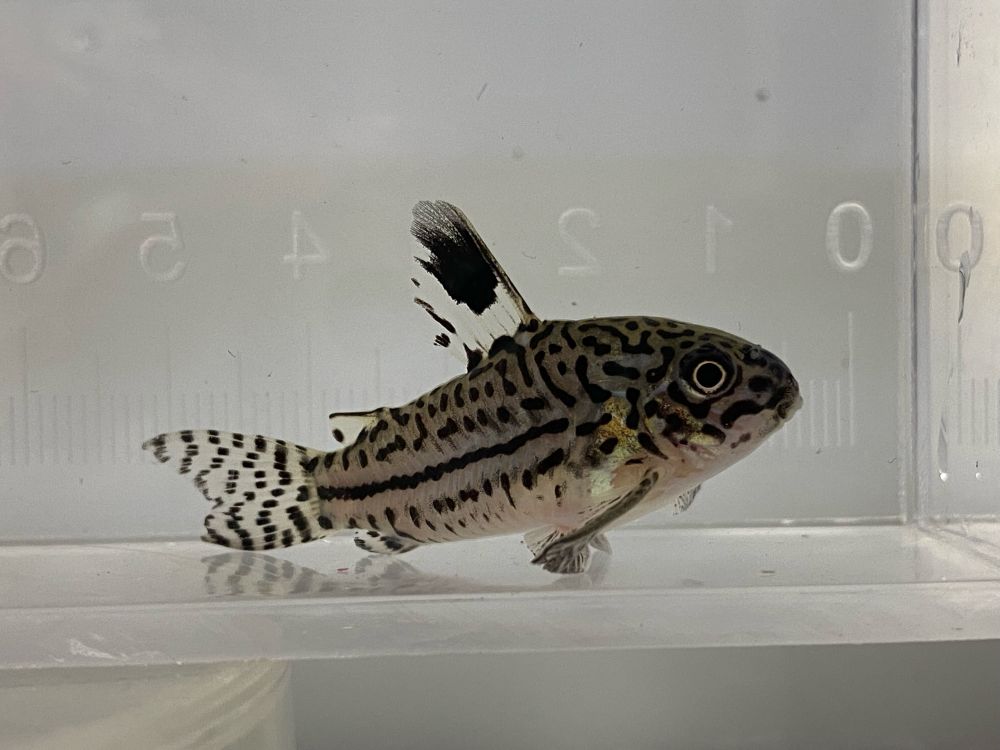 Three-lined Cory (Hoplisoma trilineatum)