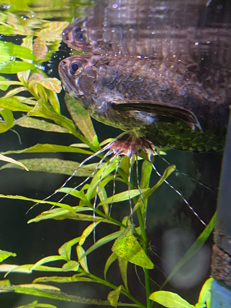 Adult African butterfly fish (Pantodon buchholzi) from the side. 