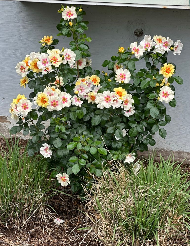 Yellow rose bush