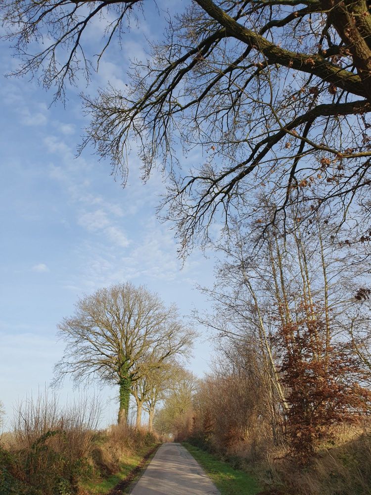 Schmale Straße mit Knick auf beiden Seiten in Schleswig-Holstein.