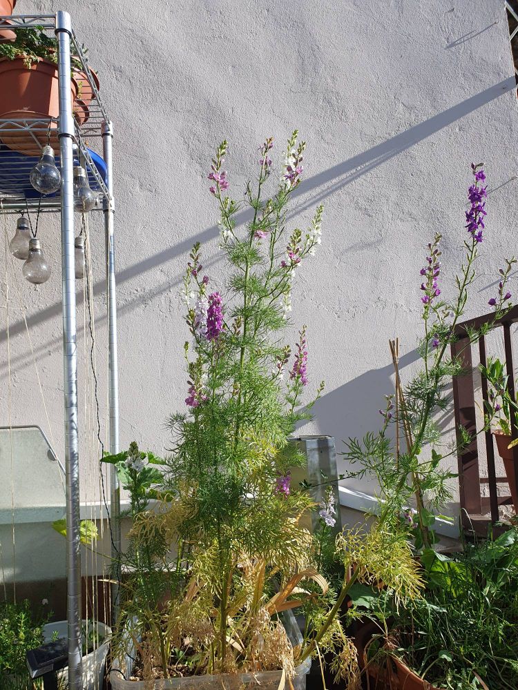 Feldrittersporn im Kübel, ca. 1 m hoch. Blüht helllila, dunkellila und weiß. 