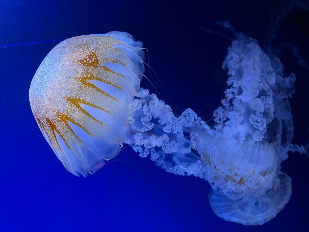 Large jellyfish of the nettle variety swimming against a blue backdrop at the Museum of Jellyfish in Kyiv