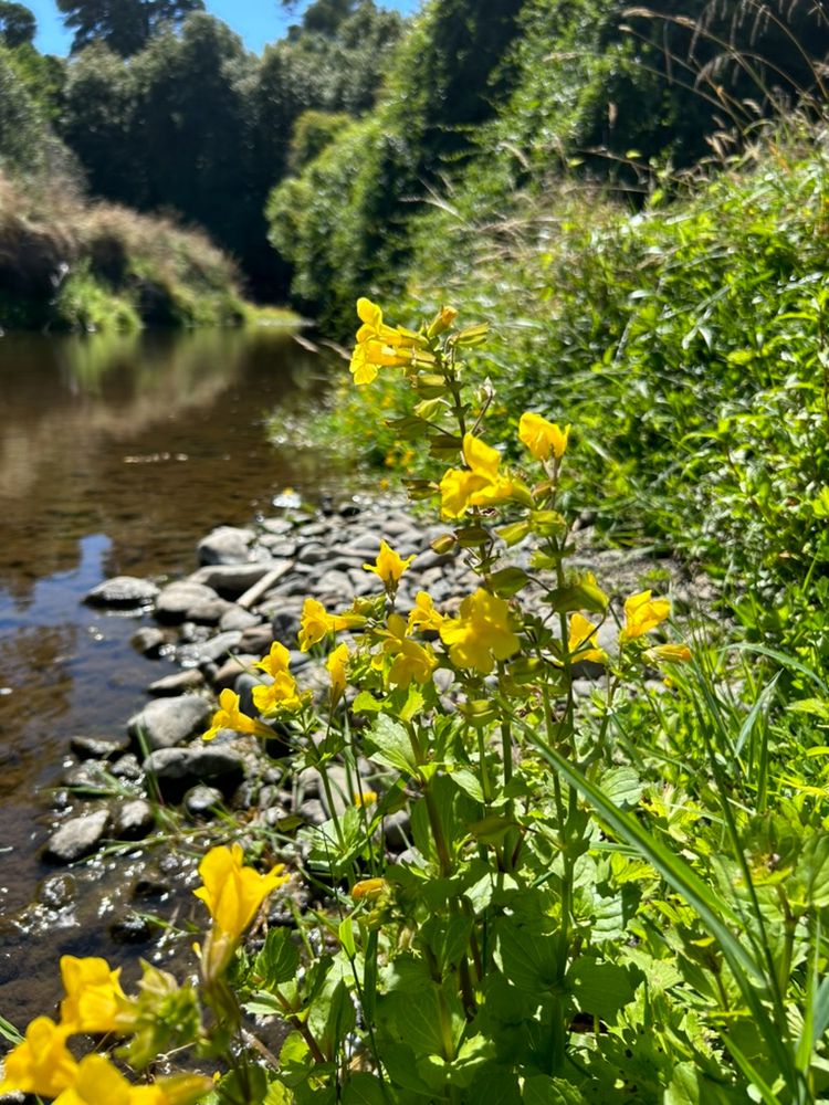 Photograph of perennial Mimulus guttatus along a creek