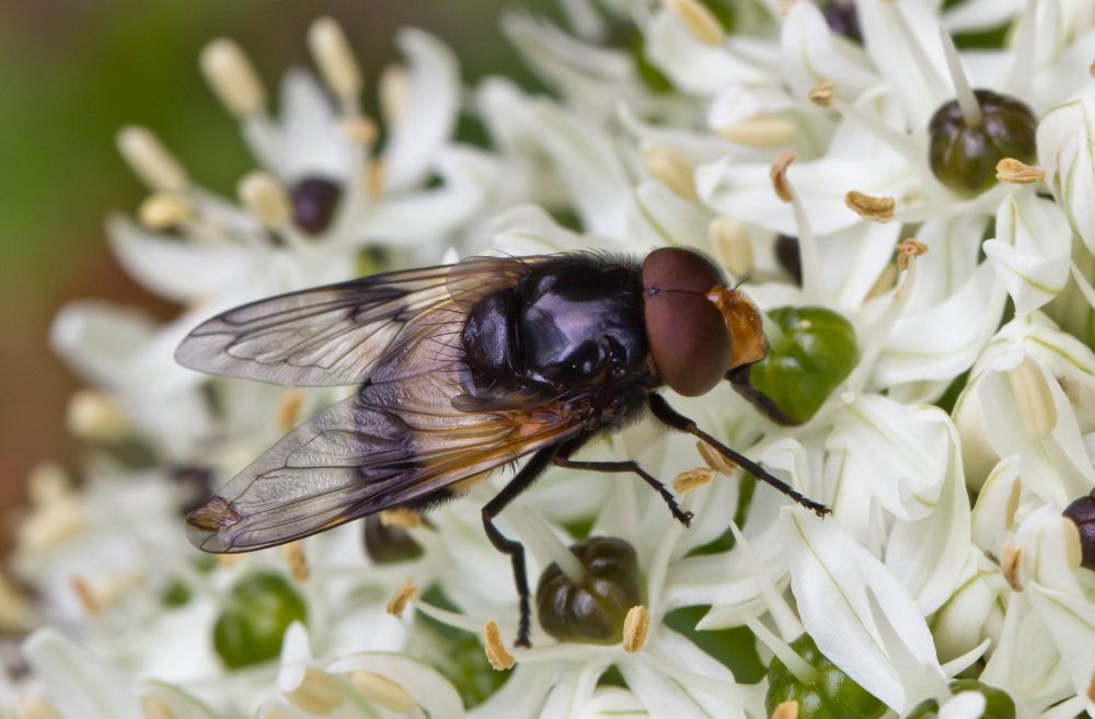 White flower with dark and light green seeds against a light green and orangy blurred background. There is a hoverfly resting on the flower extracting nectar. It is mostly black with a pale white/cream band around its abdominal segment. This photo is looking down on the fly more than the first.