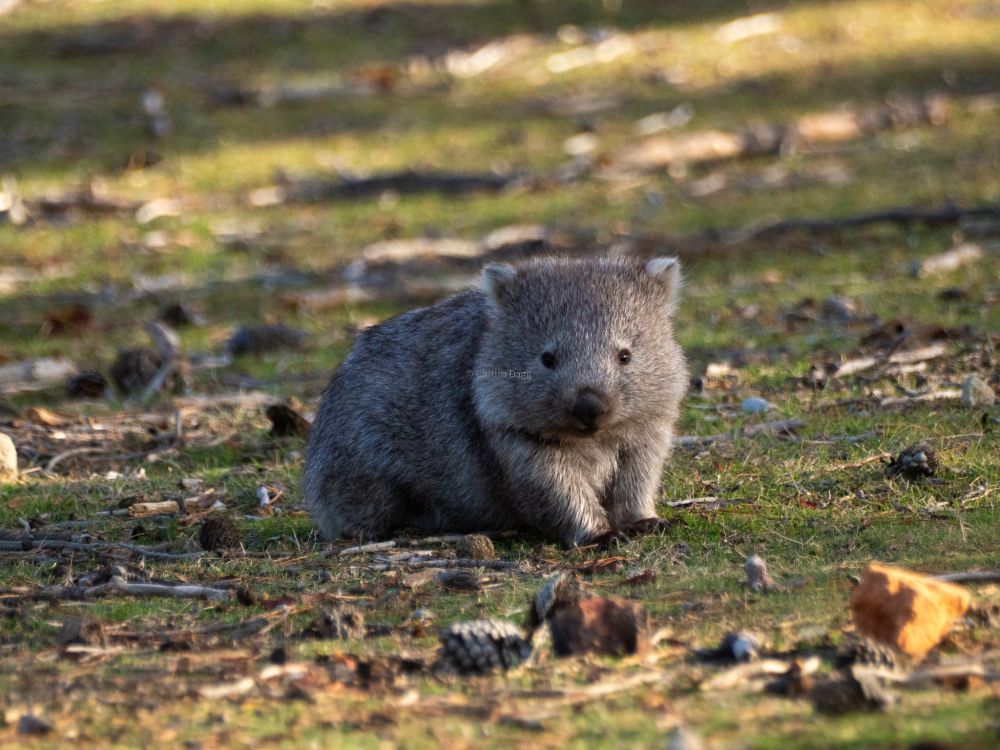 a baby wombat in a natural setting gazes serenely and adorably at the camera