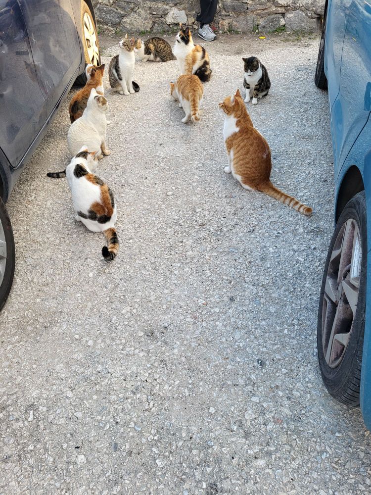 A group of around 10 cats are sitting together in a dirt parking lot. A person's pant leg and sneakers are visible in the background.