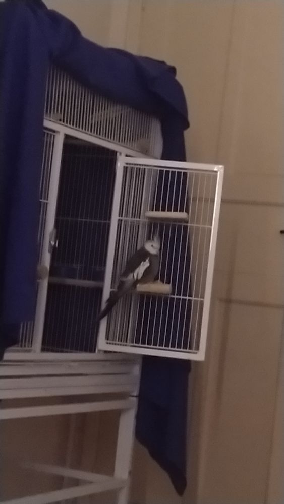 Foto do viveiro das minhas calopsitas com a portinha aberta. Na portinha tem duas plataformas de madeira, uma em cima e outra embaixo. A de cima está vazia, e a debaixo dá pra ver o Bilbinho em cima dela, meio gordinho e com cara de sono pois ele estava dormindo e só abriu o olho porque me mexi