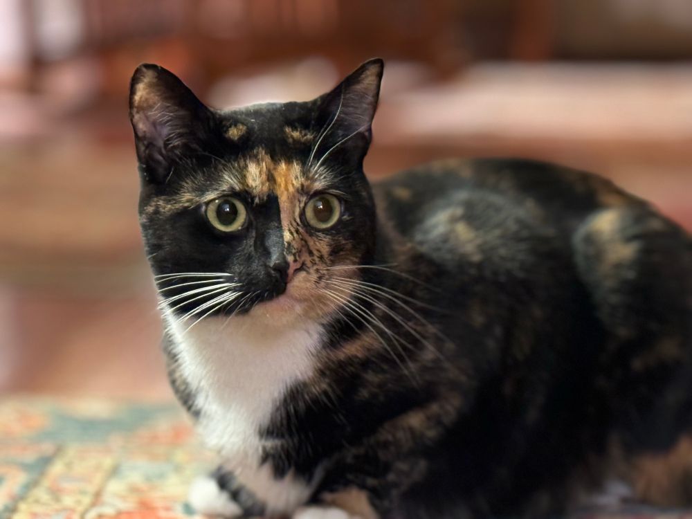 A cat with a black and tan face