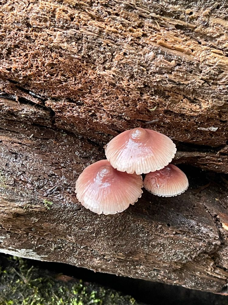 Light pink mushroom trio growing from the side of a log.  