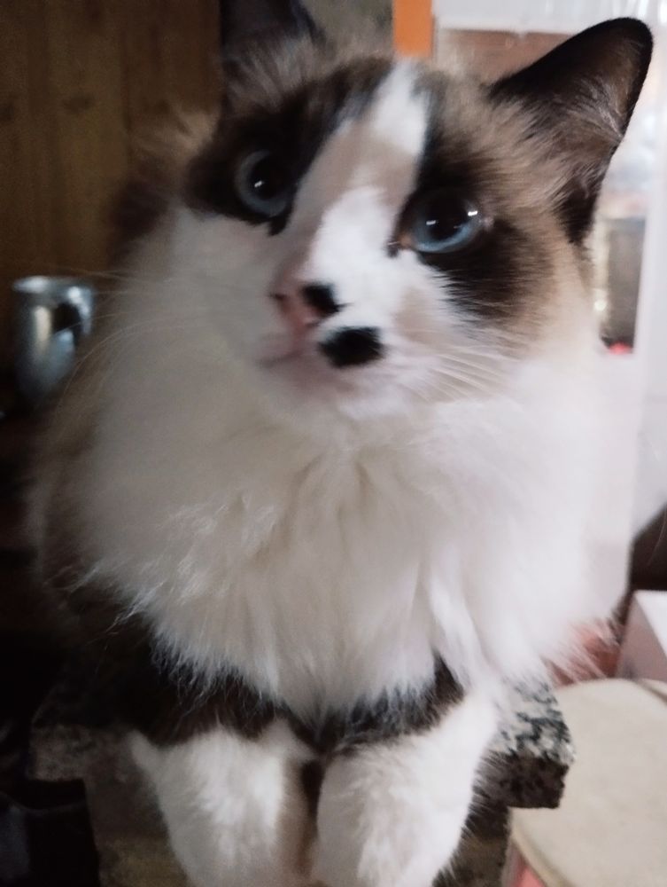 Gatinha Amy Stockhausen (uma gatinha marrom e branca, em especial nos pés e mãos) sentada na bancada com as mãoszinhas pra fora.