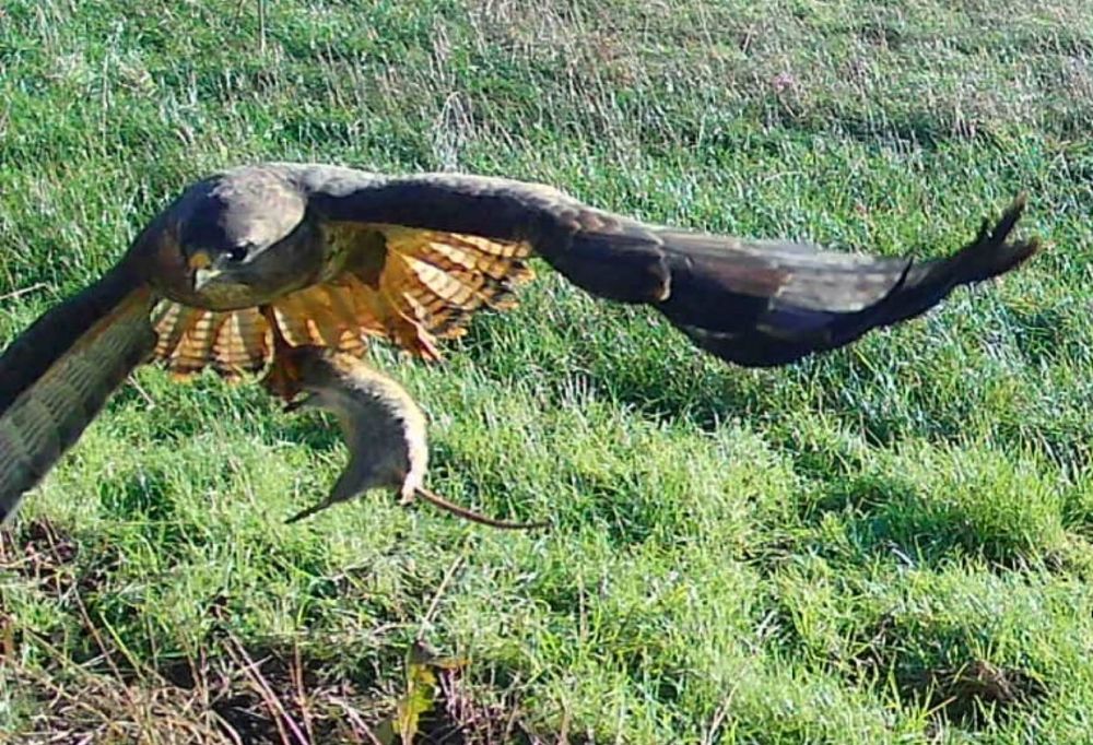Buzzard catching a rat