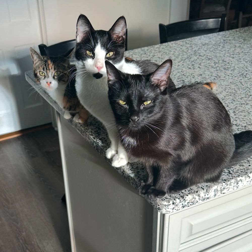 3 cats, black, tuxedo, and calico, line up on counter waiting for pets!