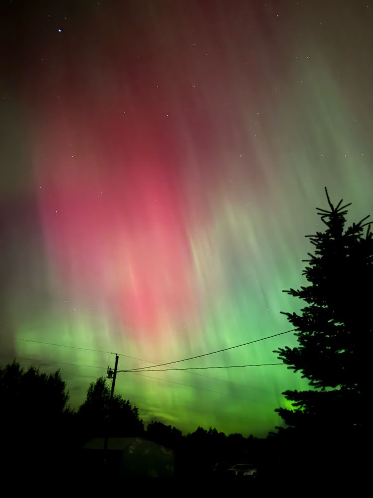 Northern lights red and green pine trees silhouette
