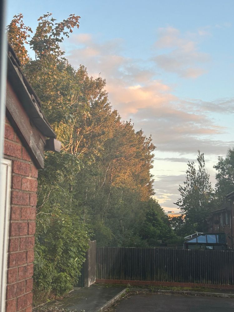 A dramatic view from my front window. Trees being all striking and a beautiful sky. 