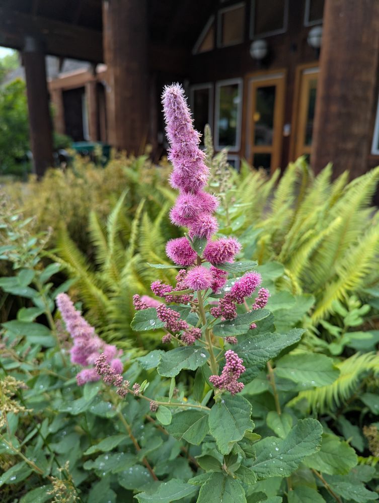 A spear of rich pink fluffy Douglas spirea buds cuts across the blurred background of the front of the museum