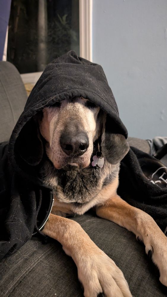 A large black and brown hound dog lying on a couch. He has a hoodie on, with the hood up, so his eyes (and ears) poke out from underneath. 