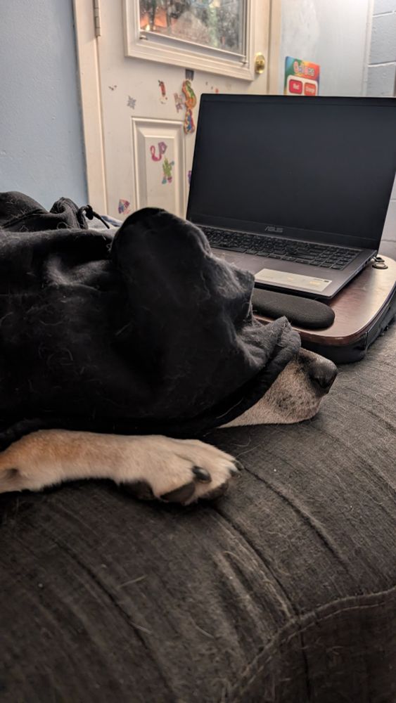 Picture of a large black and brown hound dog mix lying on a couch. He has a hoodie tossed over him and is snoozing. It looks like he's wearing a wizard hat. 