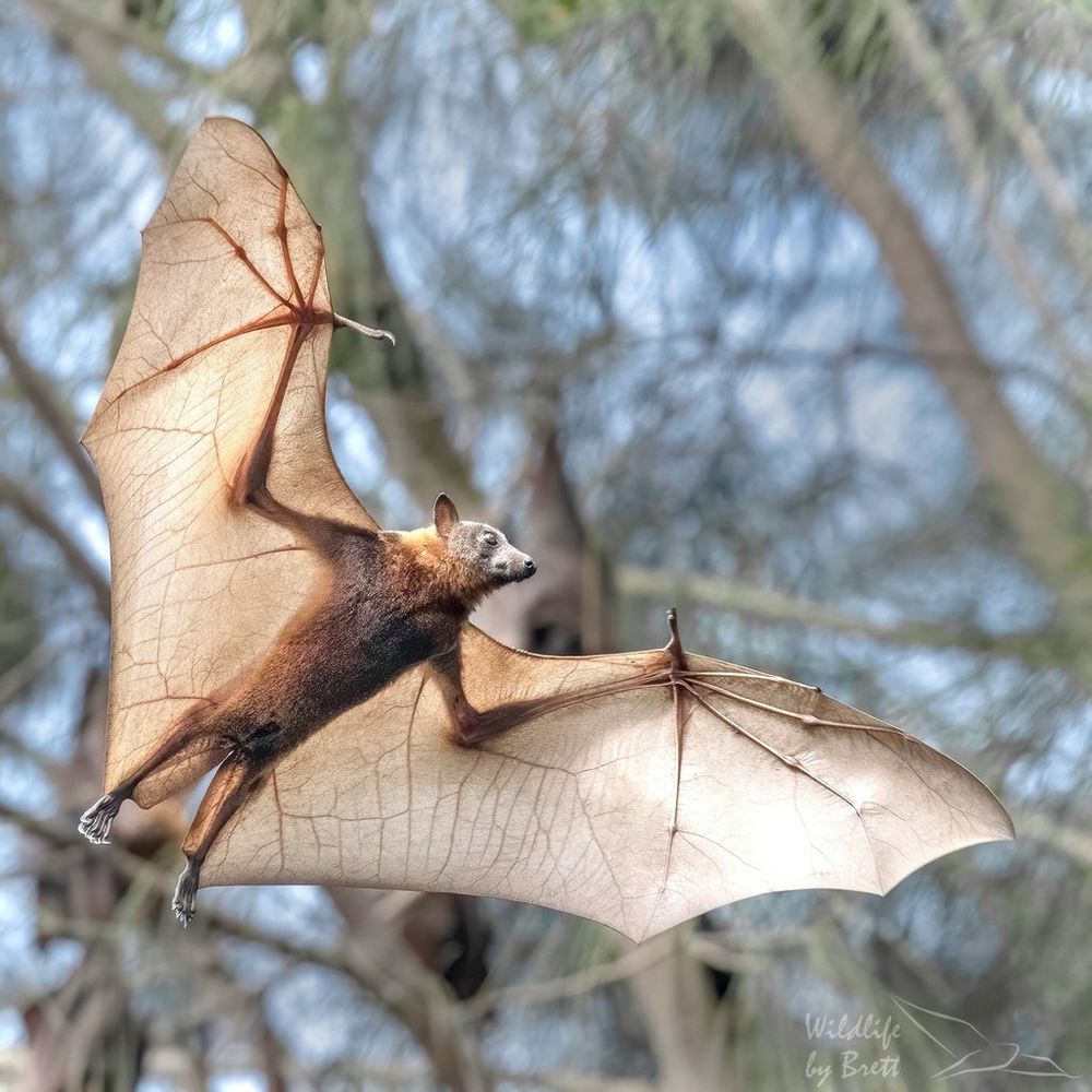 A flying fox. A large species of fruit eating bat. This one has red fur on its body and dark coloured wings